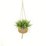 Rhipsalis Horrida